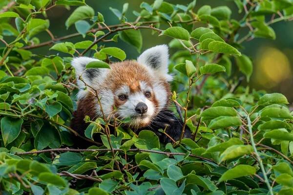 PANDÍ NÁMLUVY V ZOO PRAHA