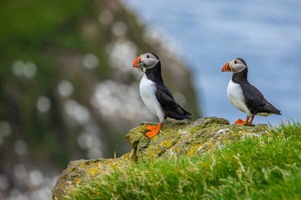 Atlantické puffiny (Fratercula arctica) na Mykines, Faerské ostrovy. Dánsko. Evropa stock fotka