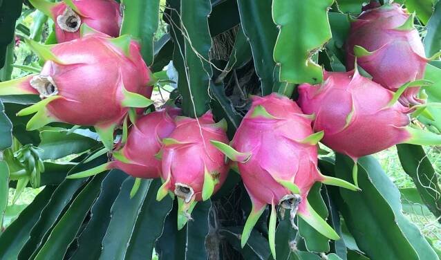 Dragonfruit