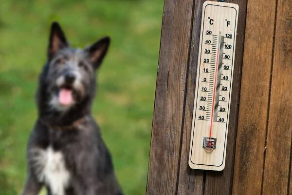 Beat the Heat: Pet Hot Weather Safety FAQS - Town & Country Animal Hospital