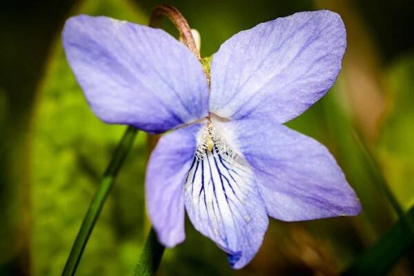 Violka vonná (Viola odorata)