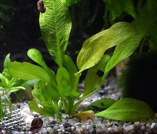 Echinodorus Ovalis už není takový prcek