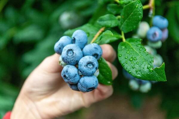 Pick Your Own Blueberries at Parlee Farms