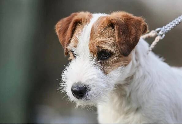 Pejsek Enrico na prodej - Shah-Azim Jack Russell teriér