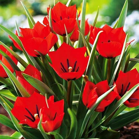 Tulipán Botanický Red Hunter 5 ks Tulipány Cibulky Tulipánů Cibule