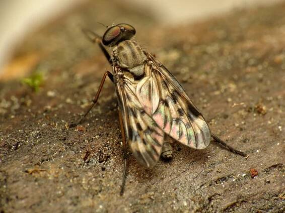 Rhagio punctipennis
