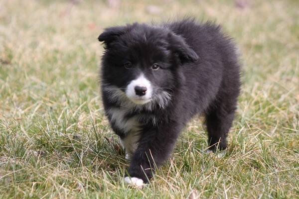 Ammardan Border Collies - ARDEN