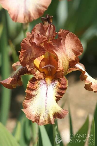 Iris barbata elatior Wild Ginger  (3)