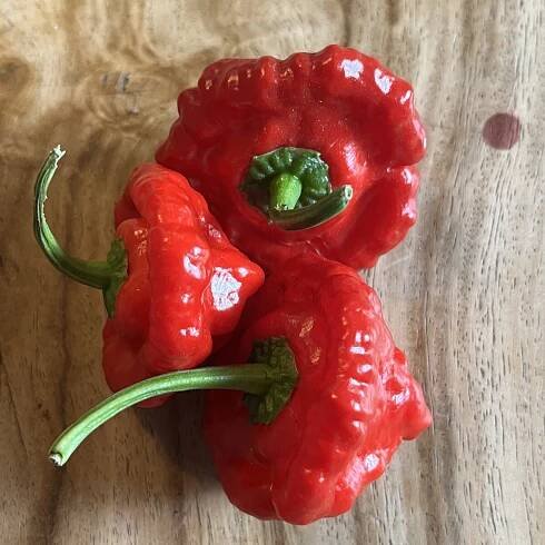 Jamaika-Chili "Amino-Red" Scotch-Bonnet Chili