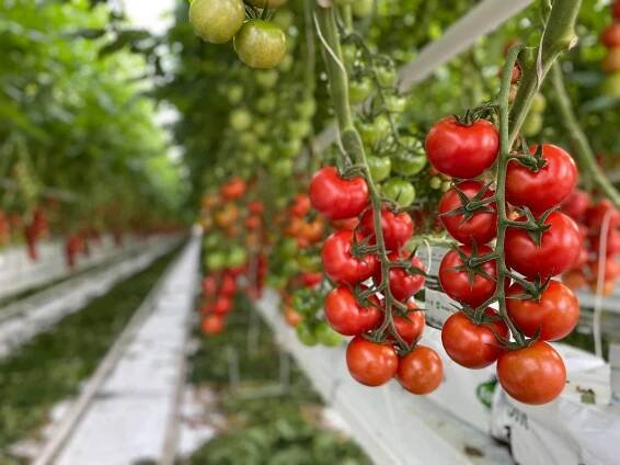 Farma Kožichovice přidala ke skleníkům s rajčaty fóliovník na pěstování jahod - Agropress.cz