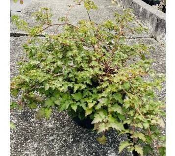 Korunatka klaná 'Crispa' (Stephanandra incisa 'Crispa')