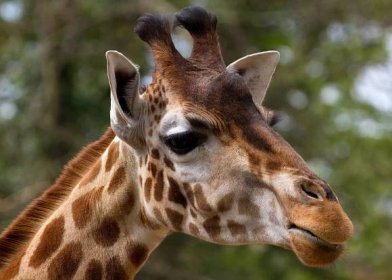 Člověk v tichosti vyhubí žirafy, varuje nová zpráva ochránců přírody