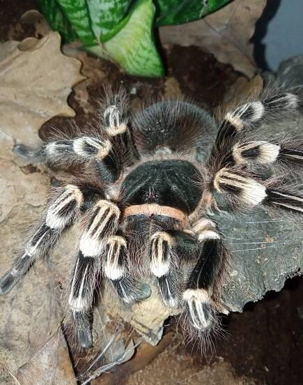 Acanthoscurria geniculata