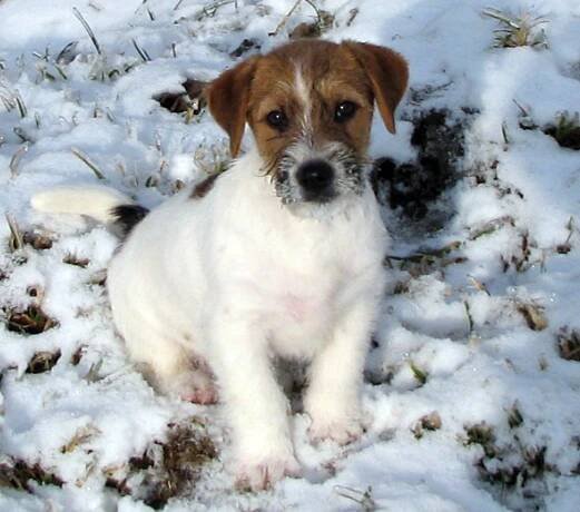 Jack Russell teriér