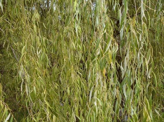 Soubor:Weeping Willow (3211422639).jpg