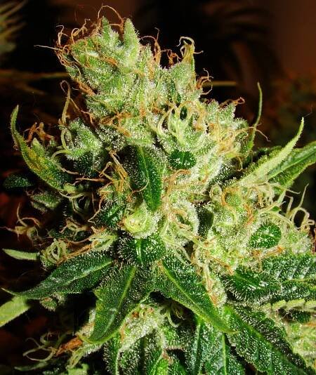 Silver Haze - konopí - Sensi Seeds | Cannapedia