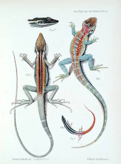 Rare books - The Australian Museum