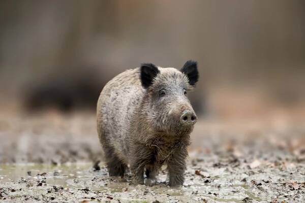 Nově vydané mimořádné veterinární opatření k AMP