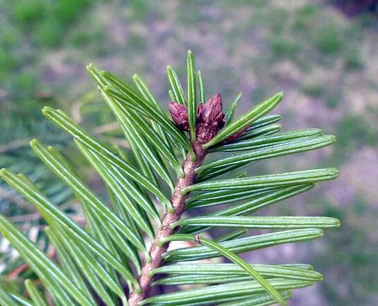 Abies alba Mill. - Portale della Flora d'Italia / Portal to the Flora of Italy