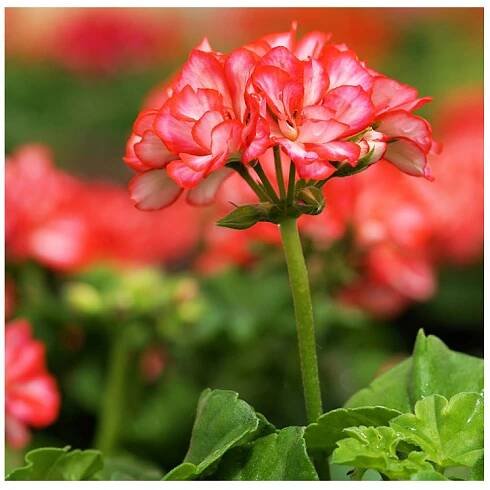 Pelargonium - Gagliolo