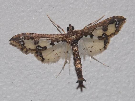 Gonocausta voralis