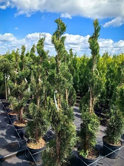 Thuja Occidentalis - THUJE SMARAGD Zerav západní - Stříhaná spirálka Latinský název thuja occidentalis 'smaragd'