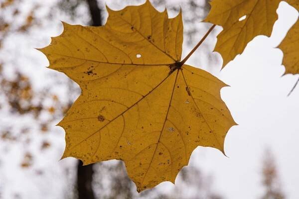 Autumn leaf - aging gracefully