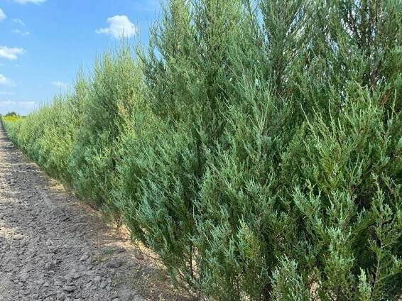 Thuje Smaragd Thuja smaragd 140-160 cm živý plot pro přepravu za 286.00CZK - Allegro