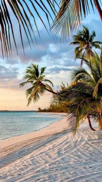 Zomerachtergronden: tropisch eiland met palmbomen bij zonsondergang