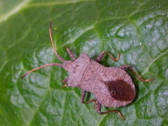 Coreus marginatus (vroubenka smrdutá) | BioLib.cz