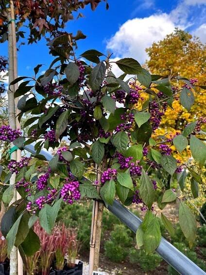 Callicarpa bodinieri 'Profusion'