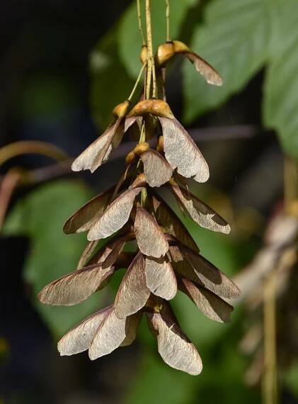 Acer pseudoplatanus - javor klen