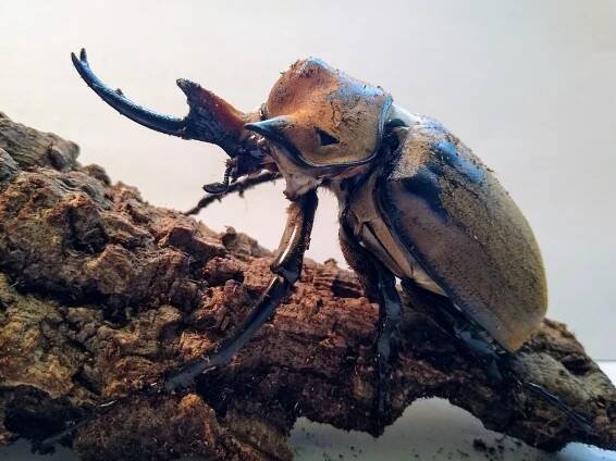 MEGASOMA ELEPHAS ELEPHAS - DAVID CHRENŠČ