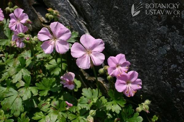 Geranium dalmaticum - kakost dalmatský | Lukáš Hrdinka | Autoři | iBotky.cz