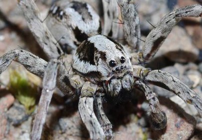 Ve Spojeném království byl znovuobjeven kriticky ohrožený pavouk, viděn byl naposled v minulém století