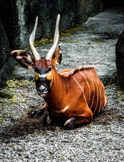Bongo