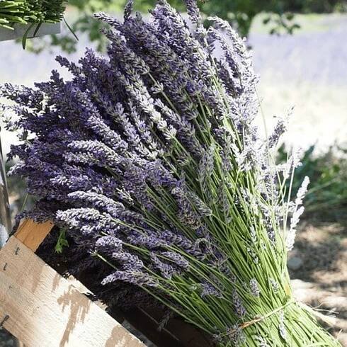 Levandule úzkolistá HIDCOTE nízká odrůda velmi VOŇAVÁ SAZENICE odolná Druh rostliny ostatní