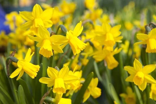 pole žlutých narcisů - narcisové květy - květina narcis - stock snímky, obrázky a fotky