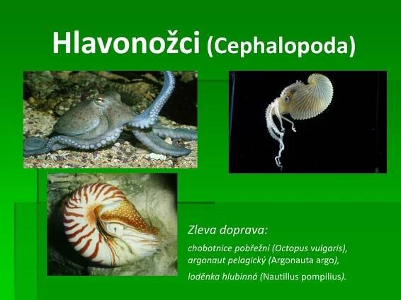 PPT - Měkkýši ( Mollusca ) PowerPoint Presentation, free download - ID:4827102
