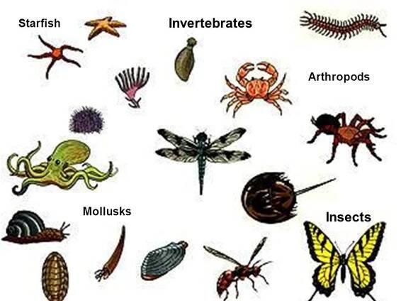 Invertebrates - Facts, Characteristics, Anatomy, and Pictures