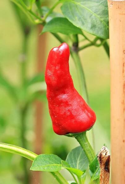 Pálivé Papriky Paprika Rostlina - Fotografie zdarma na Pixabay