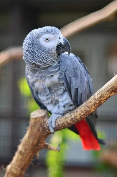 Psittacus erithacus