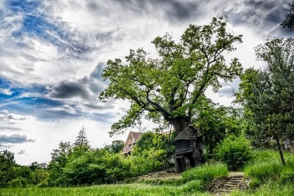 Příběh českého Stromu roku. Odolná borovice přežila zatopení vesnice