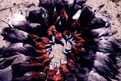 Mexico Hunting Guide - Duck, Dove, and Grouse 