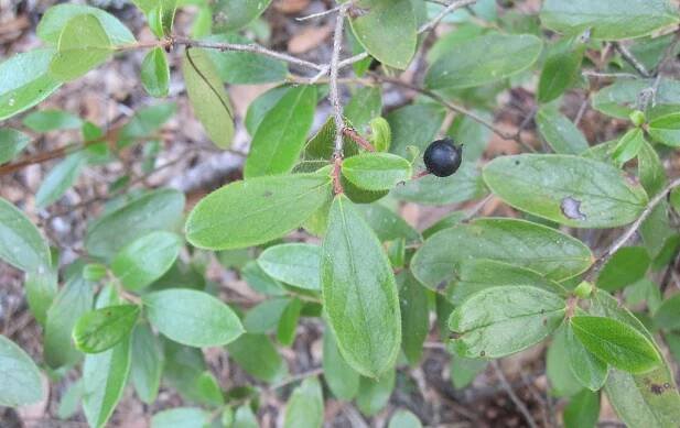 Gaylussacia mosieri