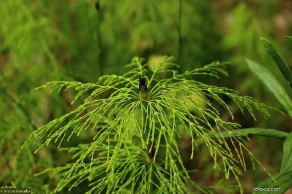 Přeslička lesní (Equisetum sylvaticum)
