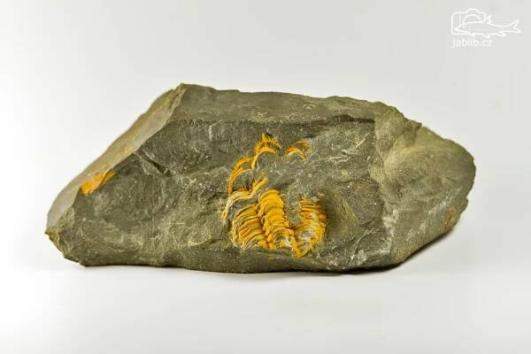 Trilobit (Trilobitoidea)