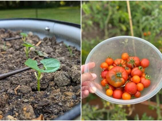 Grow Food Archives - Rural Sprout
