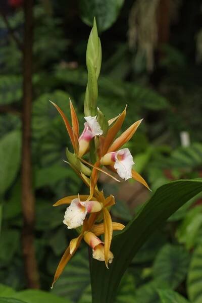 Orchideje, Fata Morgana 20. 3. 2011