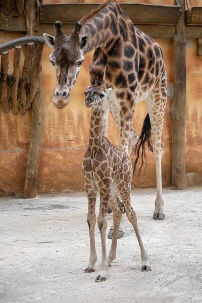 DALŠÍ MLÁDĚ ŽIRAFY V OLOMOUCKÉ ZOO | Zoo Olomouc - Svatý Kopeček